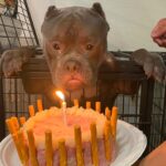 Happy birthday to him, the homeless dog shed tears of joy when celebrating his first ever birthday at the animal shelter