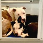 Sweet bonded pair together entire lives about to be separated and euthanized