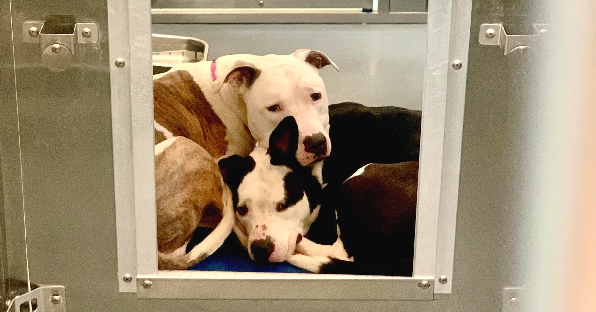 Sweet bonded pair together entire lives about to be separated and euthanized