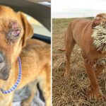 Survivor of the Sands: Stray Dog Discovered Wandering Alone in the Desert After Encounter with Porcupine