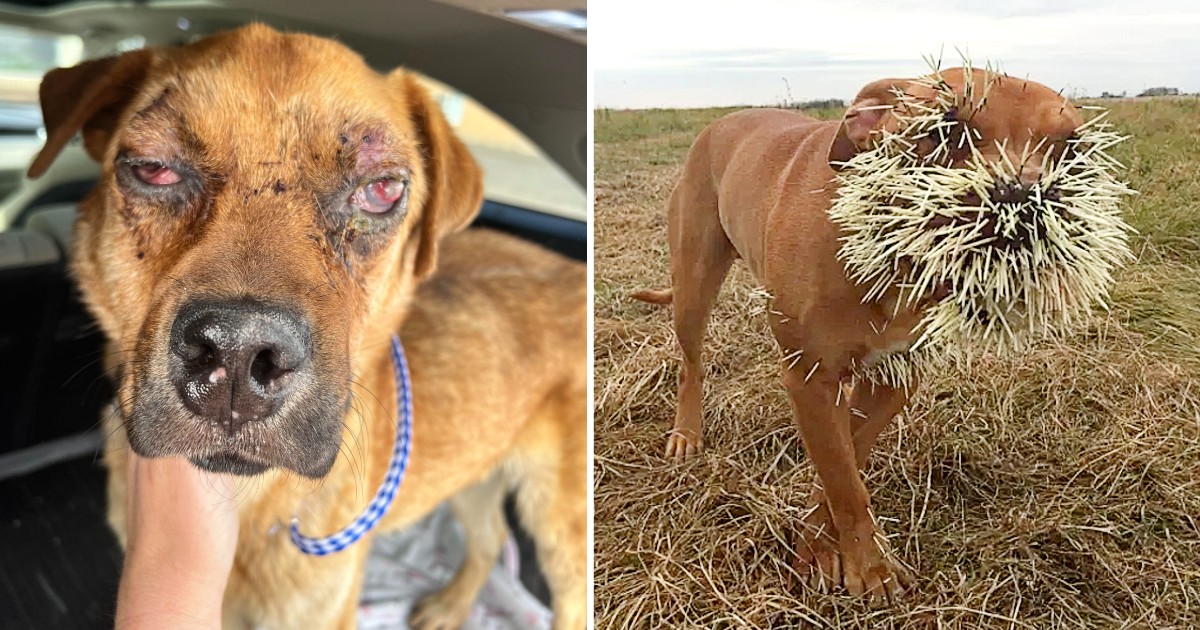 Survivor of the Sands: Stray Dog Discovered Wandering Alone in the Desert After Encounter with Porcupine