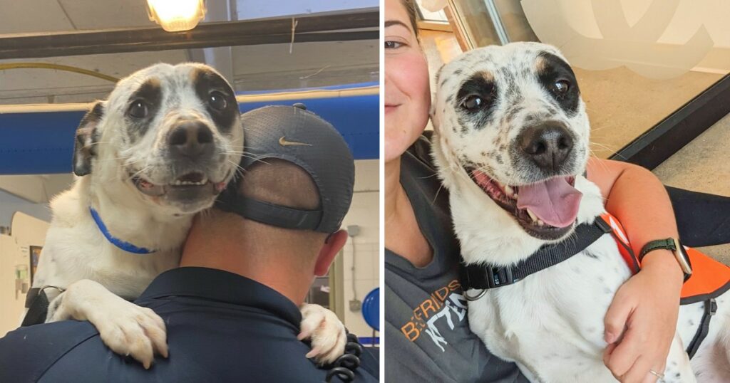 After surviving abuse and over 450 days at the shelter, the dog finally finds his forever home