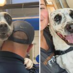 After surviving abuse and over 450 days at the shelter, the dog finally finds his forever home