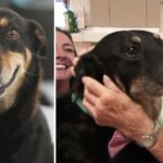 Dog Repeatedly Escapes Shelter To Comfort Residents In A Nursing Home