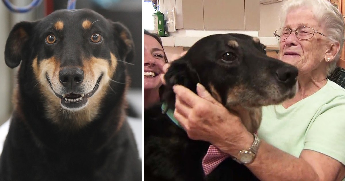 Dog Repeatedly Escapes Shelter To Comfort Residents In A Nursing Home