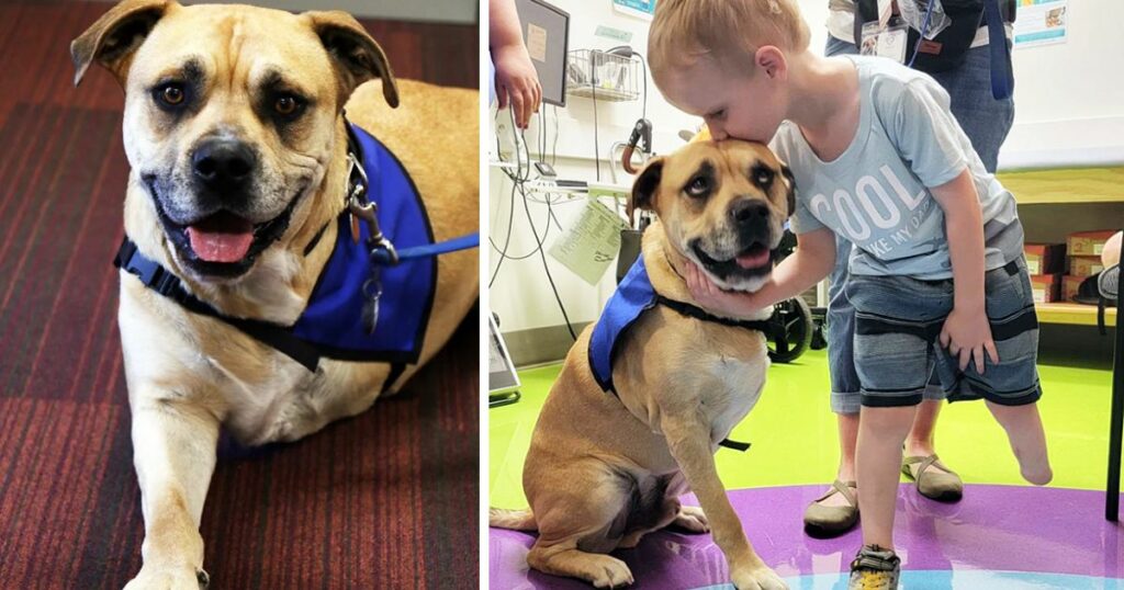 Abused Dog With Three Legs Become A Therapy Dog And Spreads Confidence To Children With Limb Differences