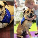 Abused Dog With Three Legs Become A Therapy Dog And Spreads Confidence To Children With Limb Differences