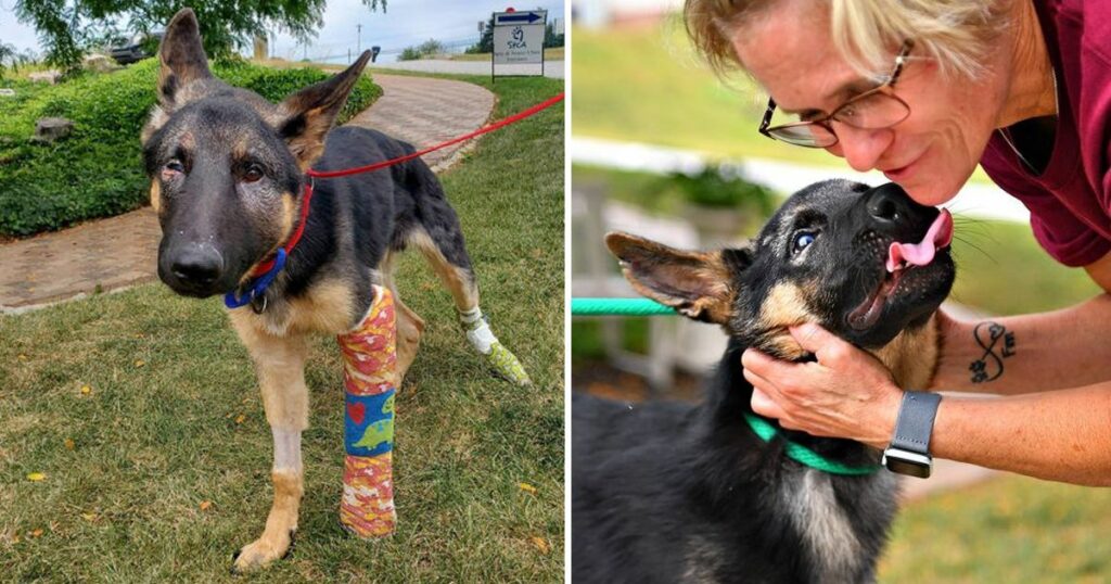 Puppy beaten nearly to death gets adopted by police officer who rescued him.