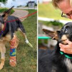 Puppy beaten nearly to death gets adopted by police officer who rescued him.