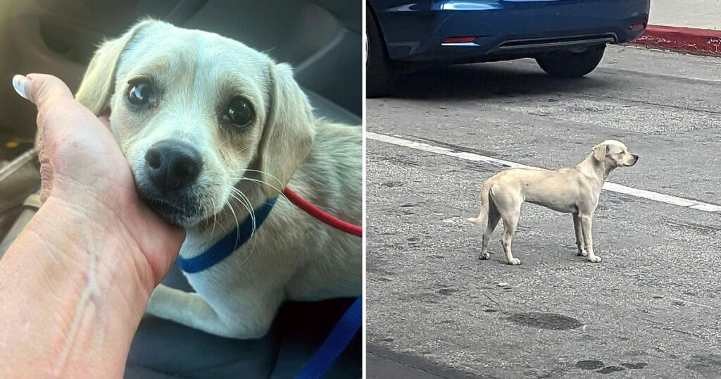 Loyal Dog Spends 10 Days In Front Of The Hospital Hoping Her Deceased Human Returns