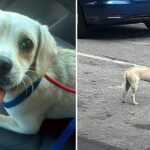 Loyal Dog Spends 10 Days In Front Of The Hospital Hoping Her Deceased Human Returns