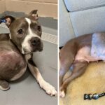 Stray pit bull found with tumor the size of a volleyball now getting a second chance