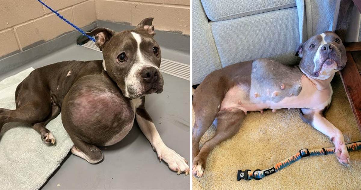 Stray pit bull found with tumor the size of a volleyball now getting a second chance