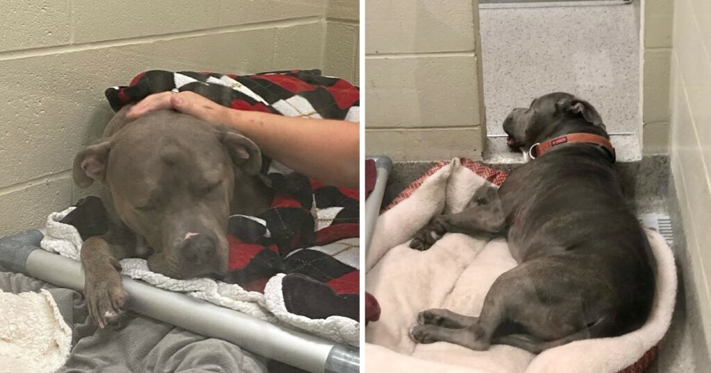 ‘Cubby’ losing his spirit that used to light up a room from stress at shelter