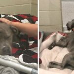 ‘Cubby’ losing his spirit that used to light up a room from stress at shelter