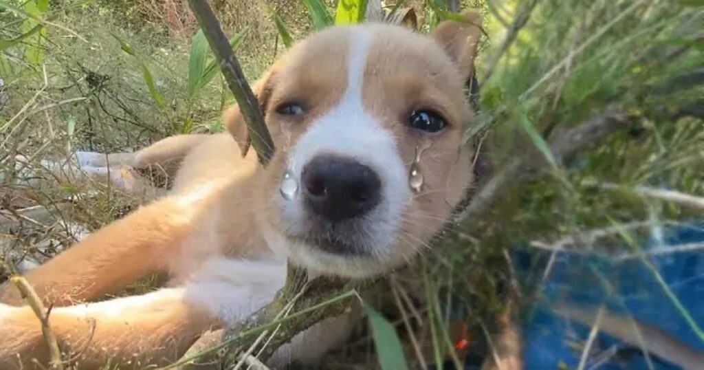 Rescue The Puppy Abandoned On The Beach, Searching For Food In The Fish Bones