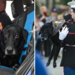 Military Dog Who Suffers From Terminal Cancer, Gets Heartwarming Hero’s Farewell