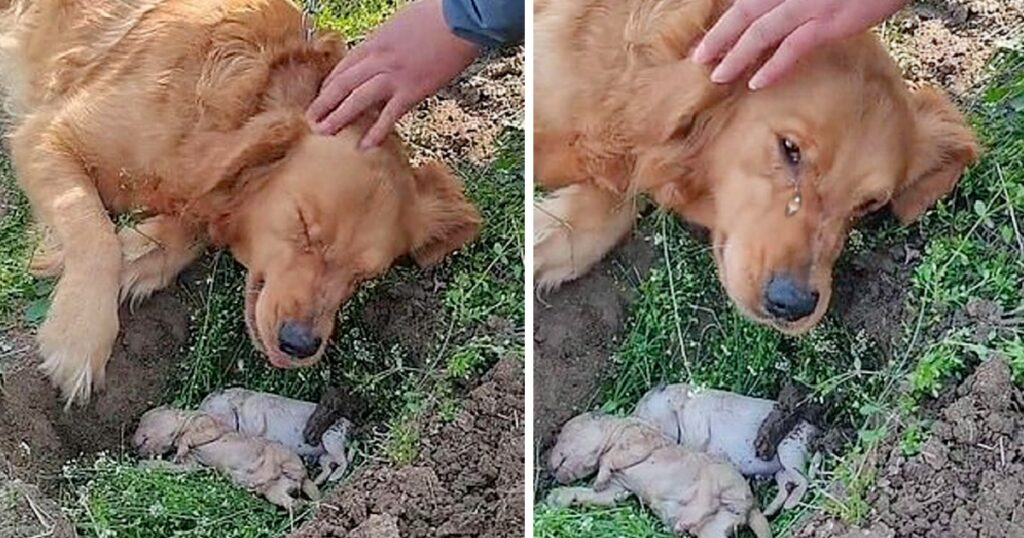 Heartbroken Mother Dog Refuses to Separate from Her puppies Who Died iv Labor and Digs Their Grave Again.