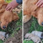 Heartbroken Mother Dog Refuses to Separate from Her puppies Who Died iv Labor and Digs Their Grave Again.