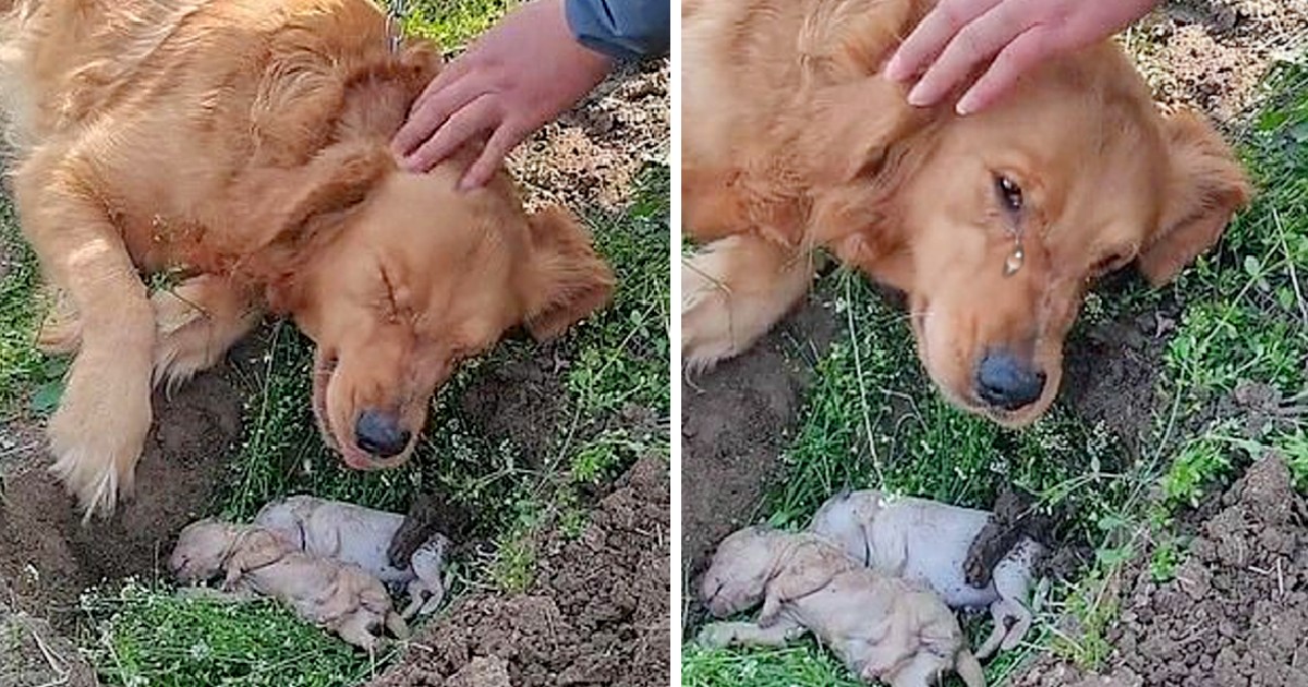 Heartbroken Mother Dog Refuses to Separate from Her puppies Who Died iv Labor and Digs Their Grave Again.