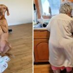 The fostered dog from the shelter assists the 92-year-old lady with her daily household chores, earning immense admiration from the online community