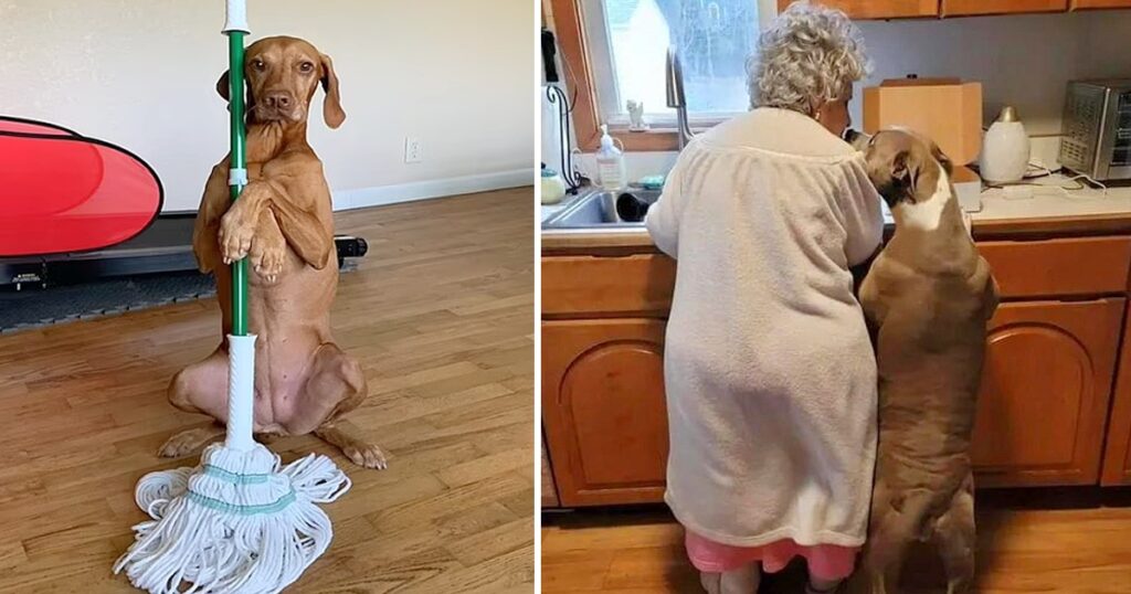 Dog’s Love and Loyalty Inspire Millions as It Helps 95-Year-Old Owner with Household Chores.