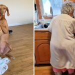 Dog’s Love and Loyalty Inspire Millions as It Helps 95-Year-Old Owner with Household Chores.