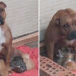 Grieving Pitbull Holds 4 Newborn Kittens Who Lost Everything Into Her Lap
