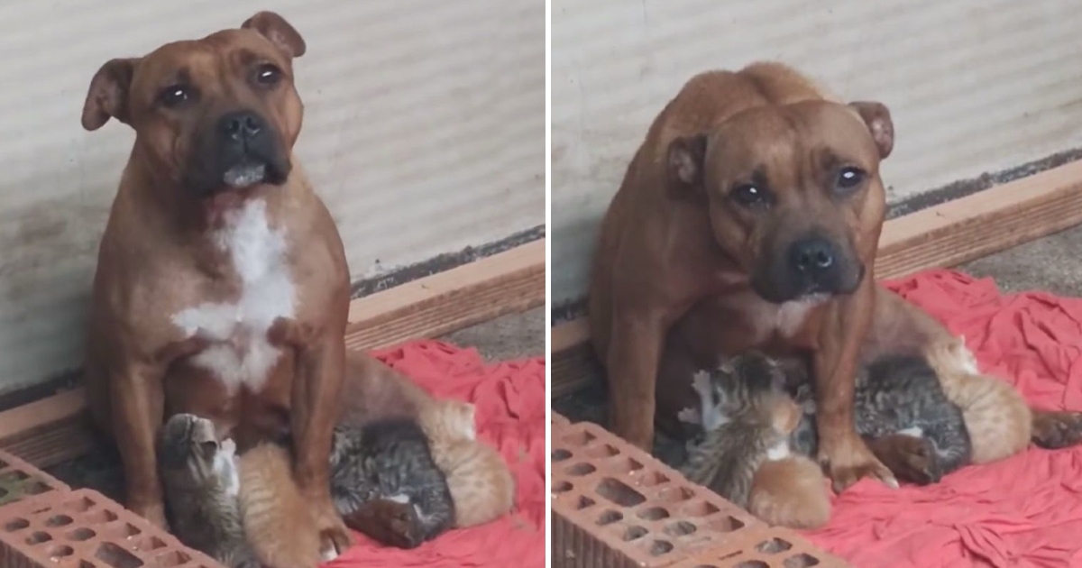 Grieving Pitbull Holds 4 Newborn Kittens Who Lost Everything Into Her Lap