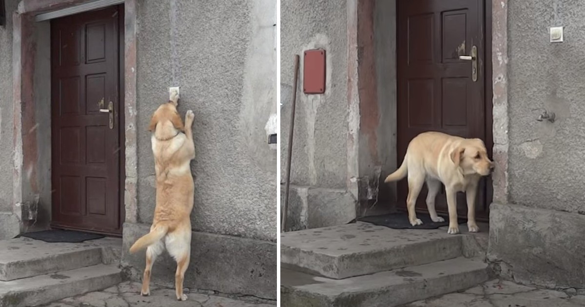 The dog that lost his family after 9 months found his way back home, trying to knock on the door in the hope that everyone could accept it