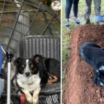 Heartbreaking moment captures a dog’s loyalty as he lies beside his master’s grave, demonstrating the unbreakable bond of love