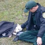 Florida Deputy Wraps His Jacket Around The Little Injured Dog Until Help Arrived!