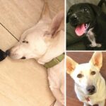 Final Plea For Bonded Pair of Dogs to Be Adopted Together Reaches Far and Wide