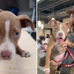 Dave Bautista Adopts Horribly Abused Pit Bull Puppy Found Eating Trash In Cemetery