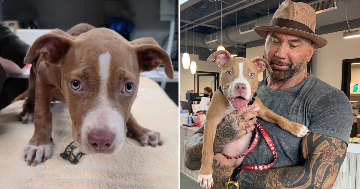 Dave Bautista Adopts Horribly Abused Pit Bull Puppy Found Eating Trash In Cemetery