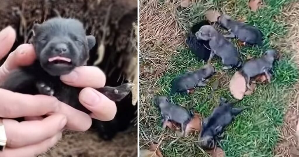 Crying Little Puppies Thrown From A Car Under Heavy Rain Then Something Happened