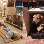 A Warm-Hearted Shopkeeper Provides Shelter for Stray Dogs in the Chilly Weather