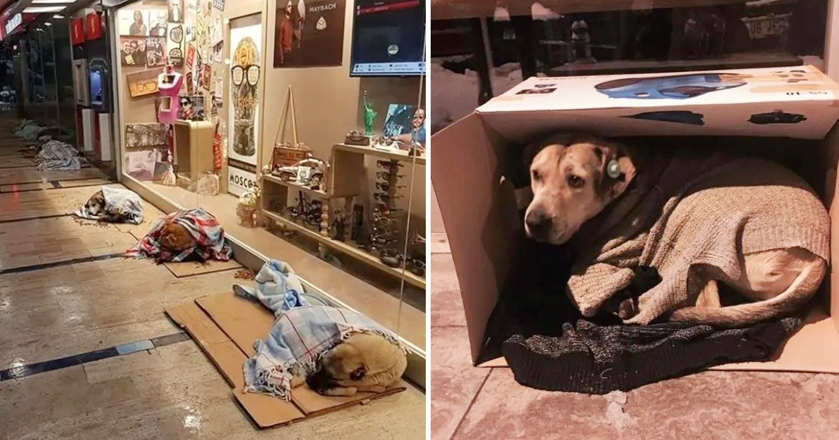 A Warm-Hearted Shopkeeper Provides Shelter for Stray Dogs in the Chilly Weather