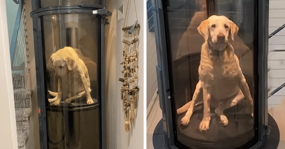 Family Builds An Elevator For Their Puppy Who Can’t Climb The Stairs