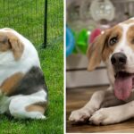 Dog born without a neck and with a short spine finds a home who accept him for who he is.