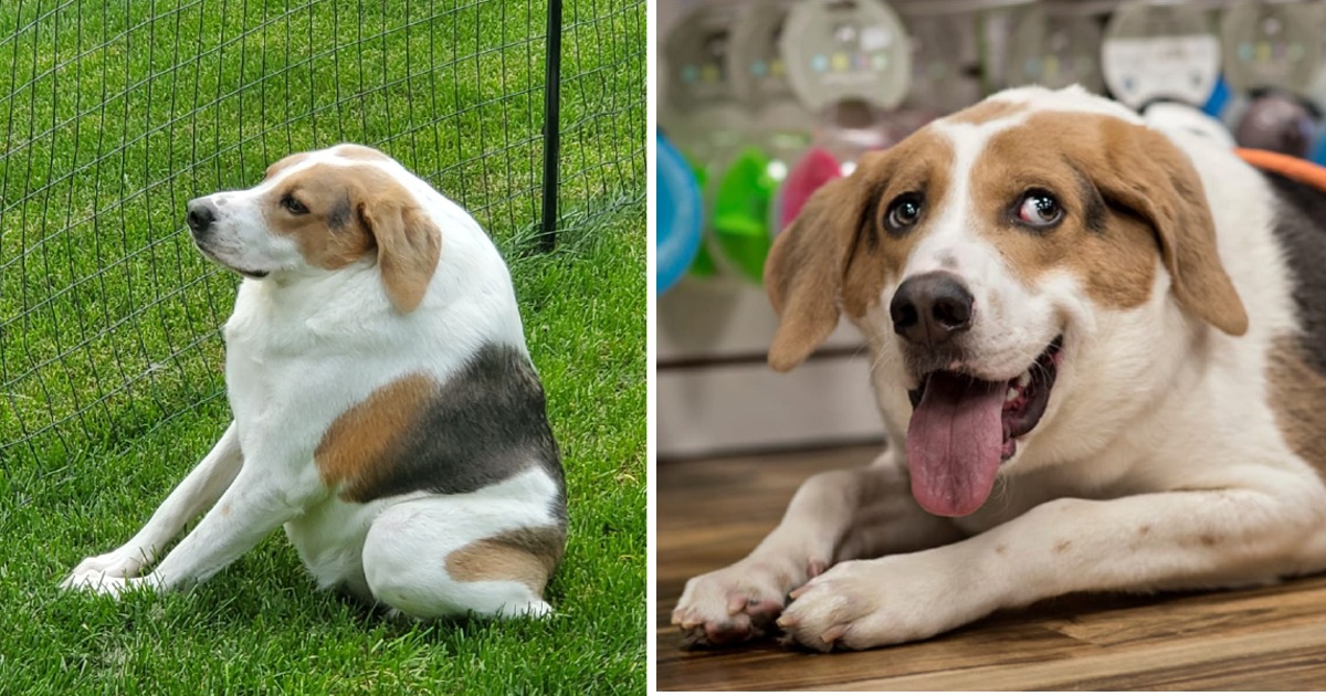 Dog born without a neck and with a short spine finds a home who accept him for who he is.