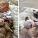 The baby feels no longer lonely when he meets dogs who love, care, and play with him, making the online community feel loved