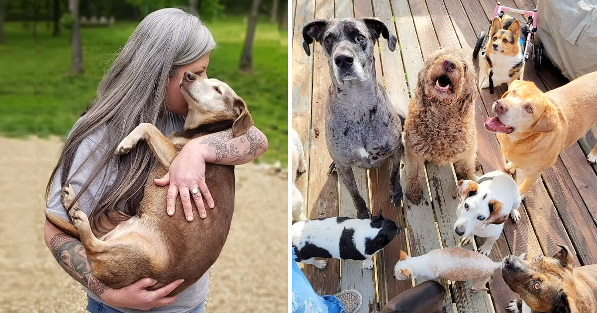 Woman Turns Home Into Pet Hospice And Cares For 80 Elderly Dogs At Once