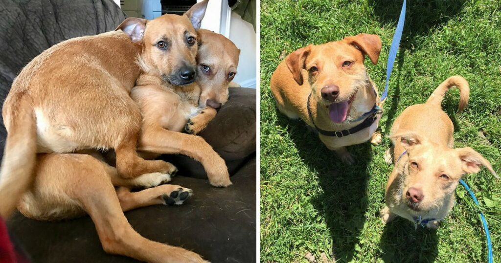 The Dog Found Her Twin While Out On A Stroll And Convinced The Owner To Bring Him Home