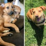 The Dog Found Her Twin While Out On A Stroll And Convinced The Owner To Bring Him Home