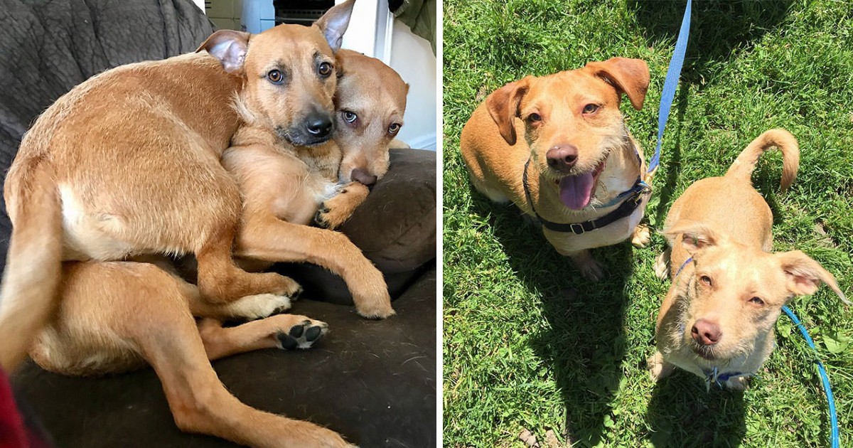 The Dog Found Her Twin While Out On A Stroll And Convinced The Owner To Bring Him Home