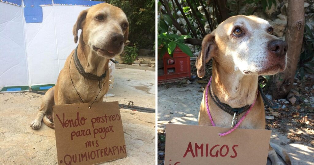 Dog With Cancer Managed To Pay For Chemotherapy By Selling Desserts