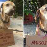 Dog With Cancer Managed To Pay For Chemotherapy By Selling Desserts