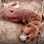 Abused dog looked up as if to say “even if I can’t do it, thanks for the affection”