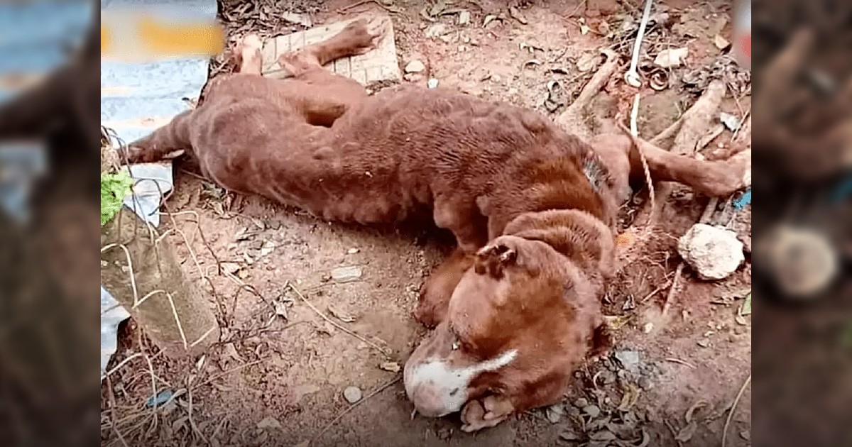 Abused dog looked up as if to say “even if I can’t do it, thanks for the affection”